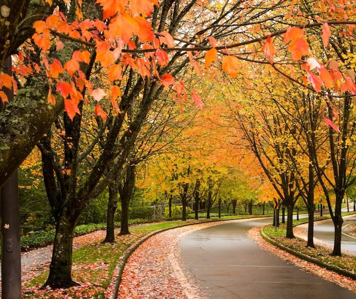 A city street in Tigard Oregon lined with trees showing autumn fall colors.