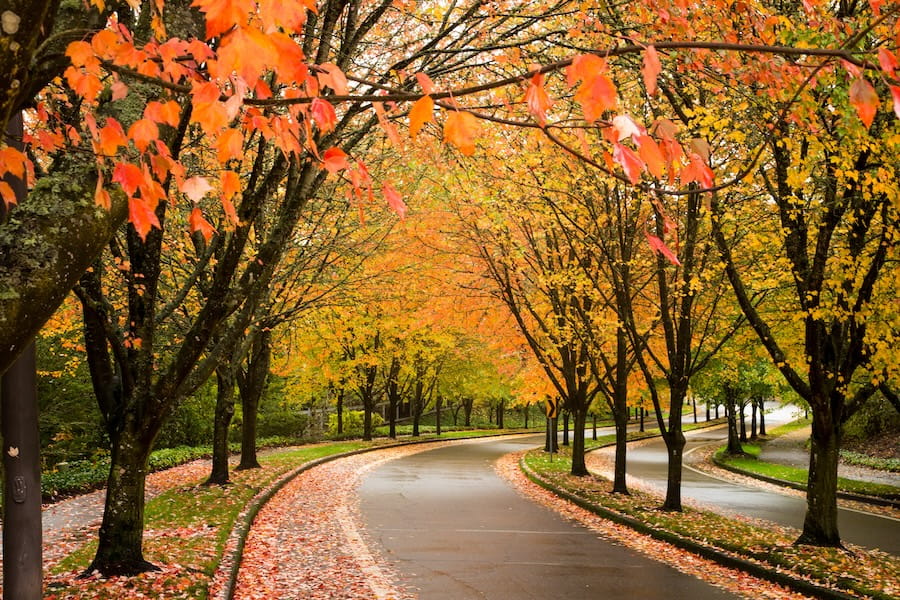 A city street in Tigard Oregon lined with trees showing autumn fall colors.